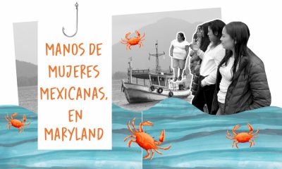 Manos de mujeres mexicanas, en Maryland